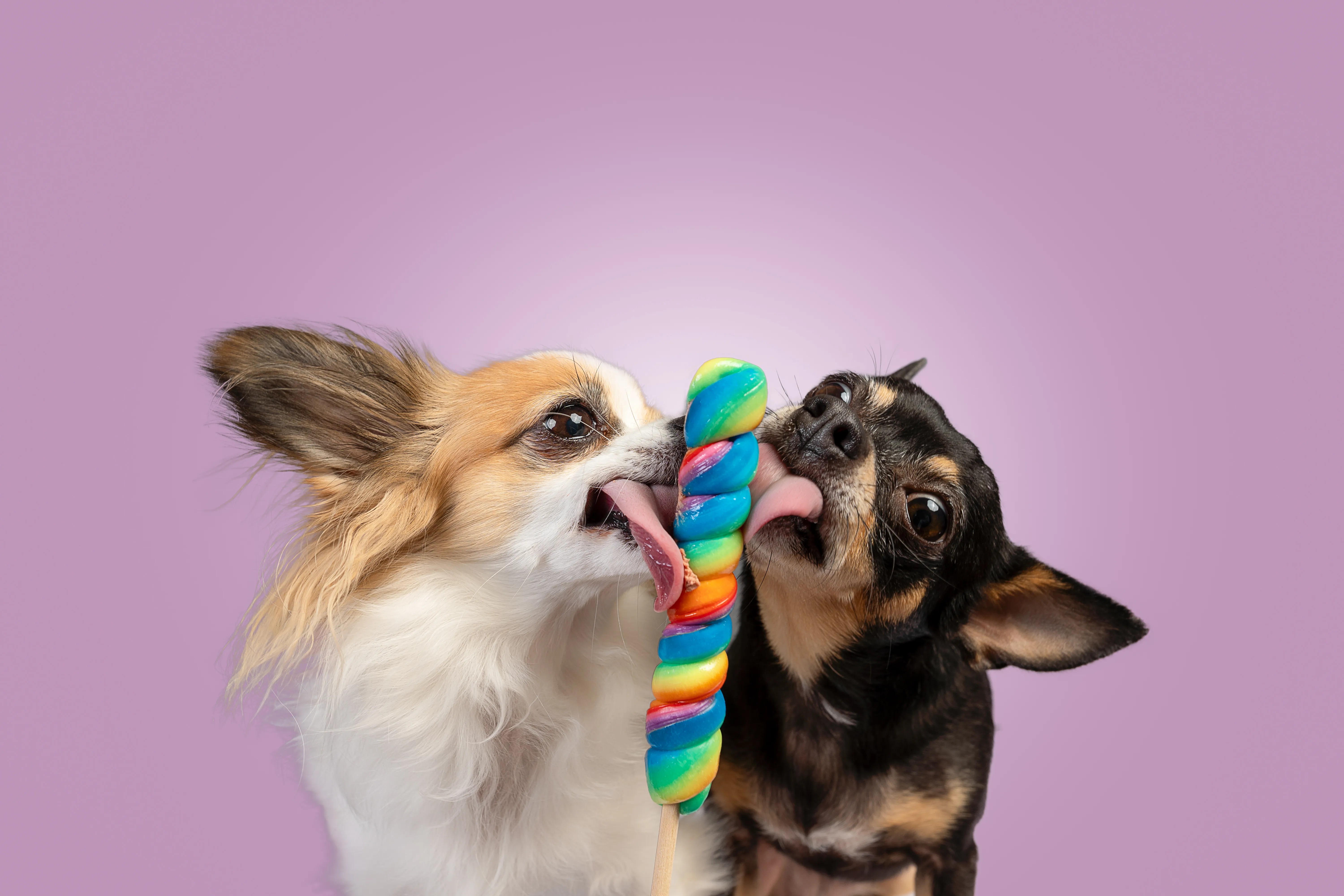 Beispielbild: Candy-Schleck Shooting mit fröhlichem Hund