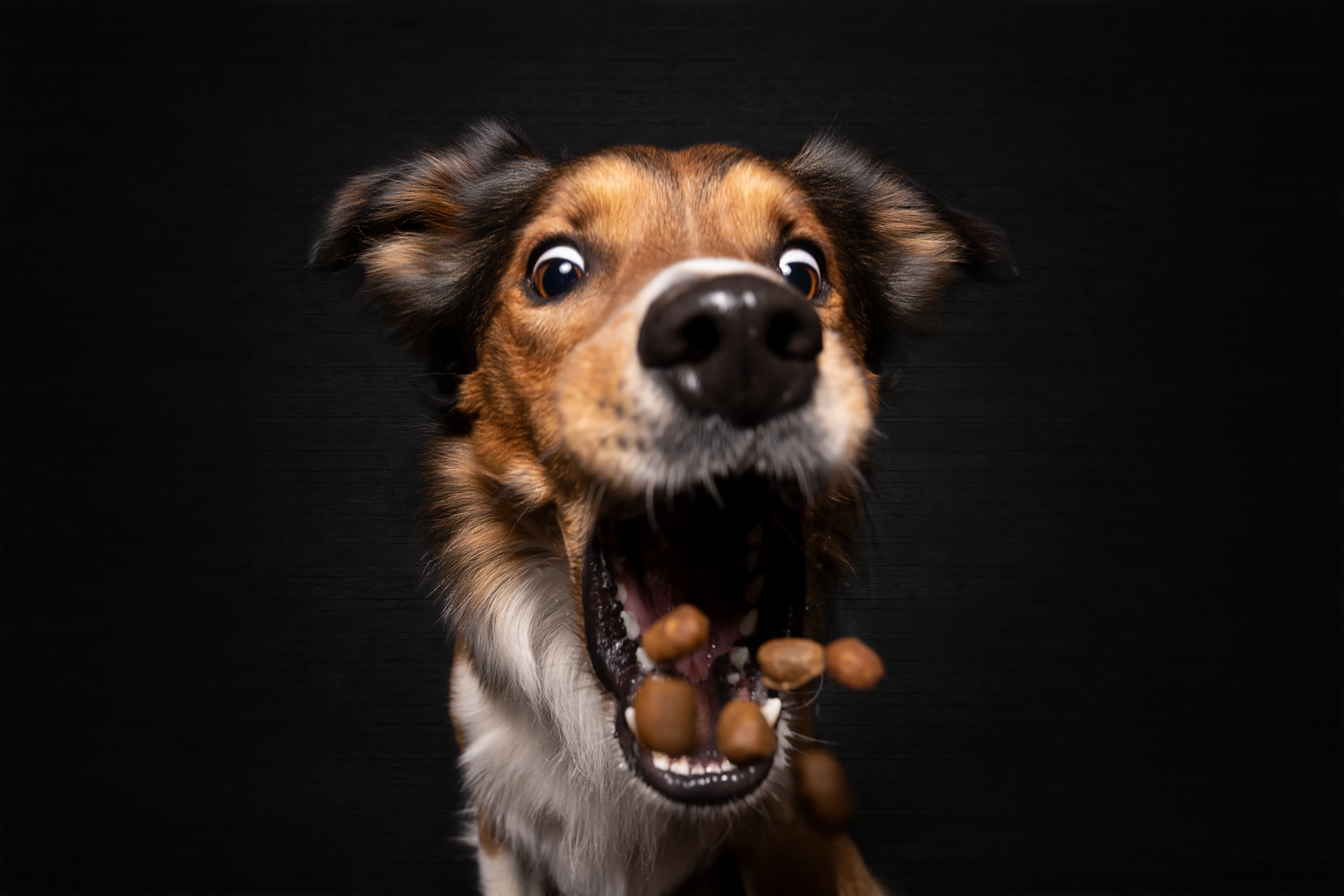 Beispielbild: Leckerli-Wurf Shooting mit konzentriertem Hund