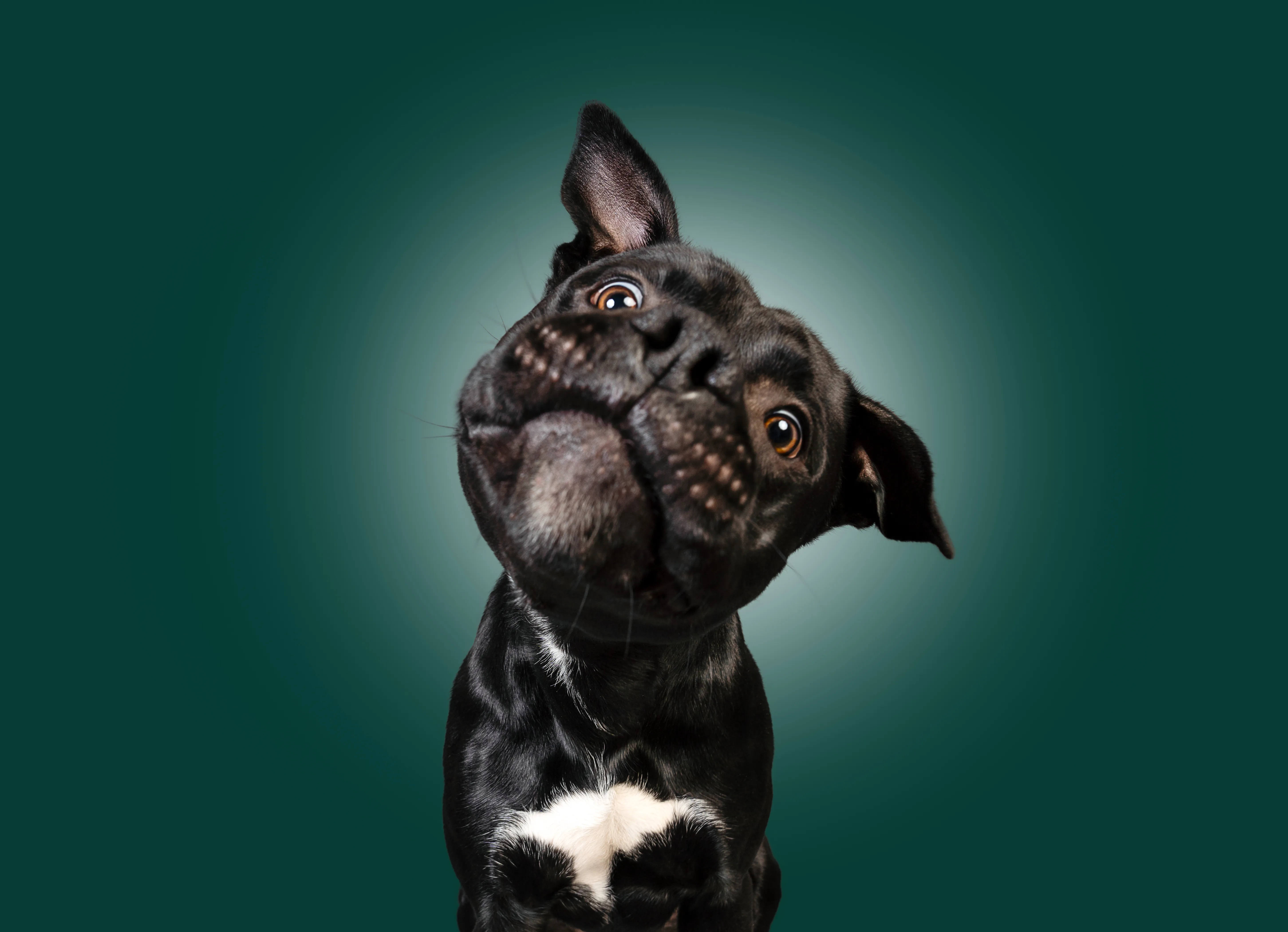 Beispielbild: Close-up Portrait Shooting mit emotionalem Hundeblick