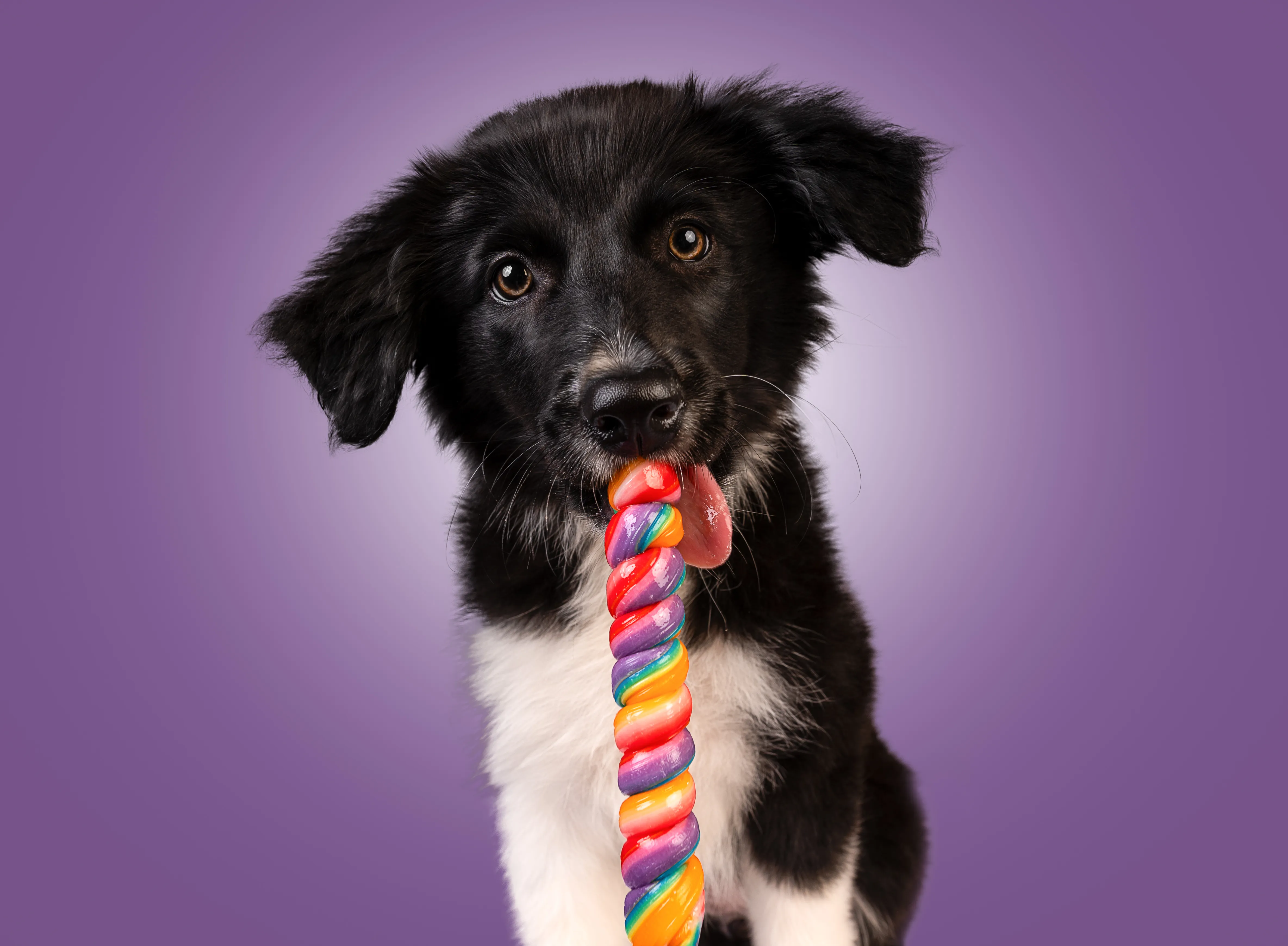 Hund genießt Leckereien beim Candy-Schleck Shooting